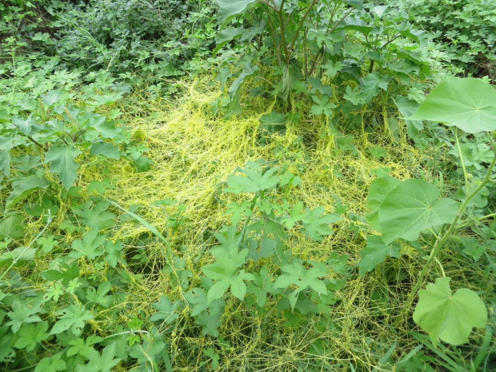 菟丝子危害状