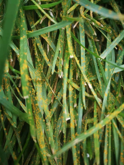 2019年第10期植保信息