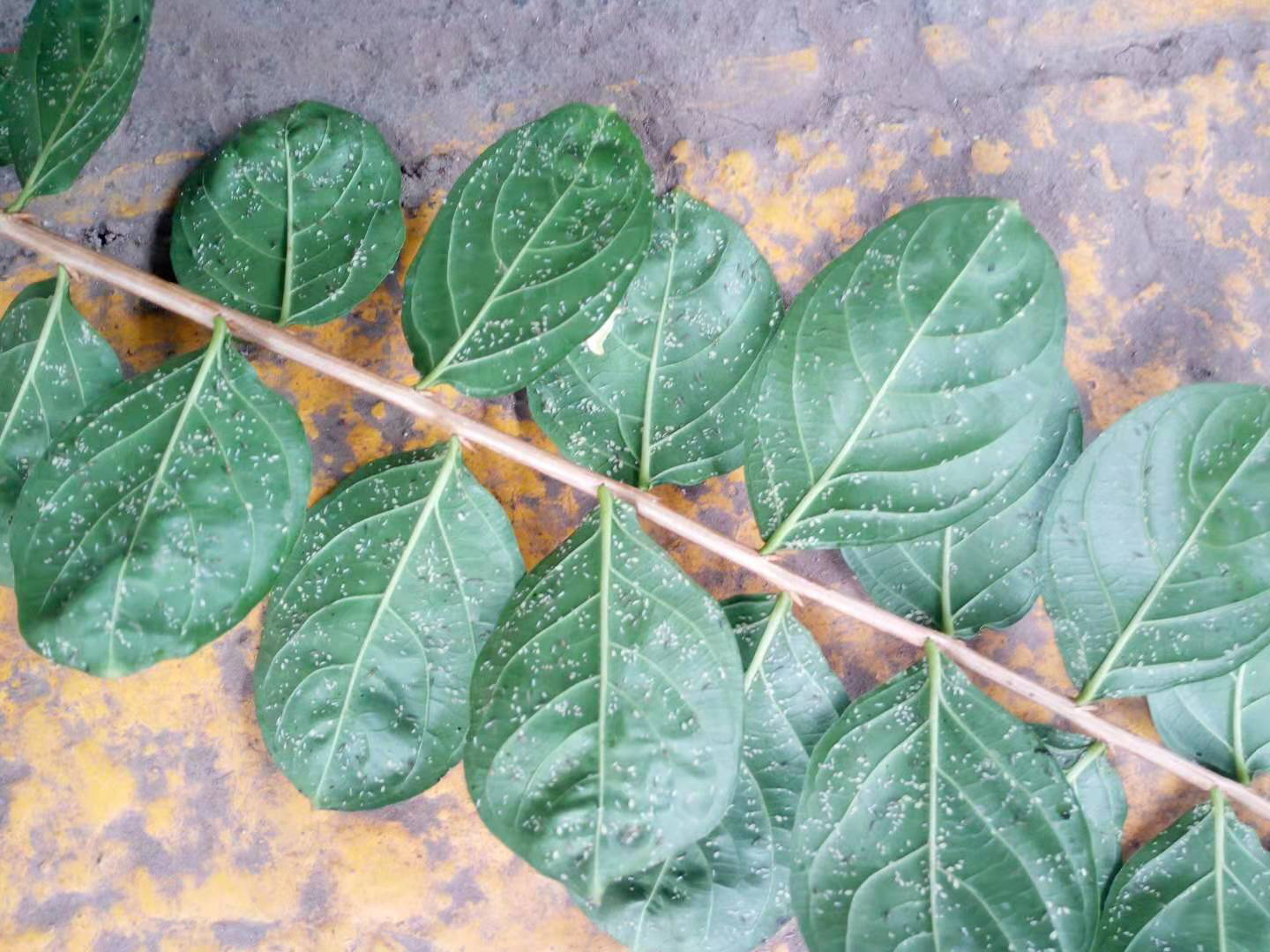 紫薇长斑蚜危害状