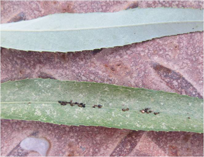 2019年第10期植保信息-植保信息-园林局