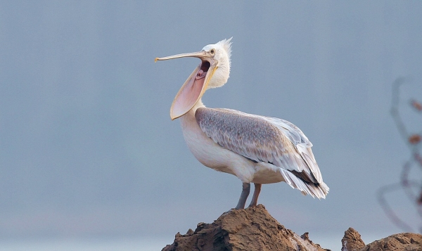 鸟语林的大嘴萌鸟鹈鹕