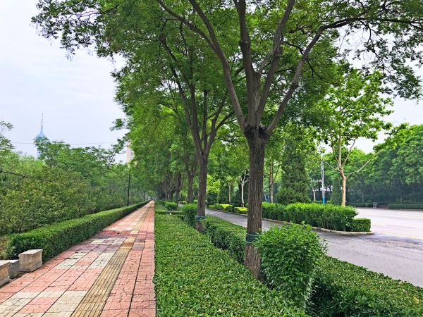 市园林局召开街道绿化管护专项整治月观摩会