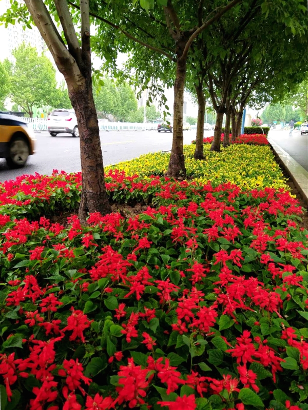 分车带绿地里的时令花卉扮靓夏日街道景观