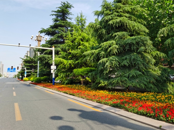 分车带绿地里的时令花卉扮靓夏日街道景观