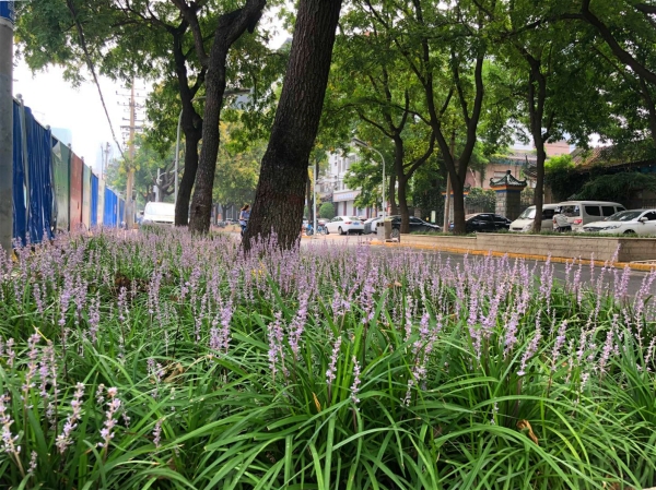 市园林局对道路绿化在建工程重点路段增植麦冬