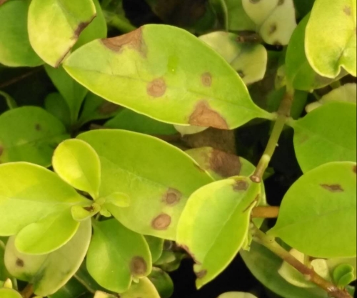 2020年植保信息第9期