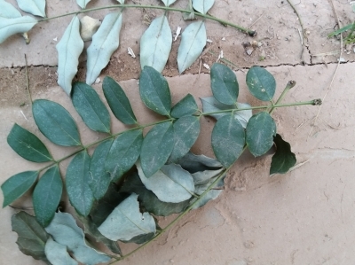 国槐小卷蛾危害状