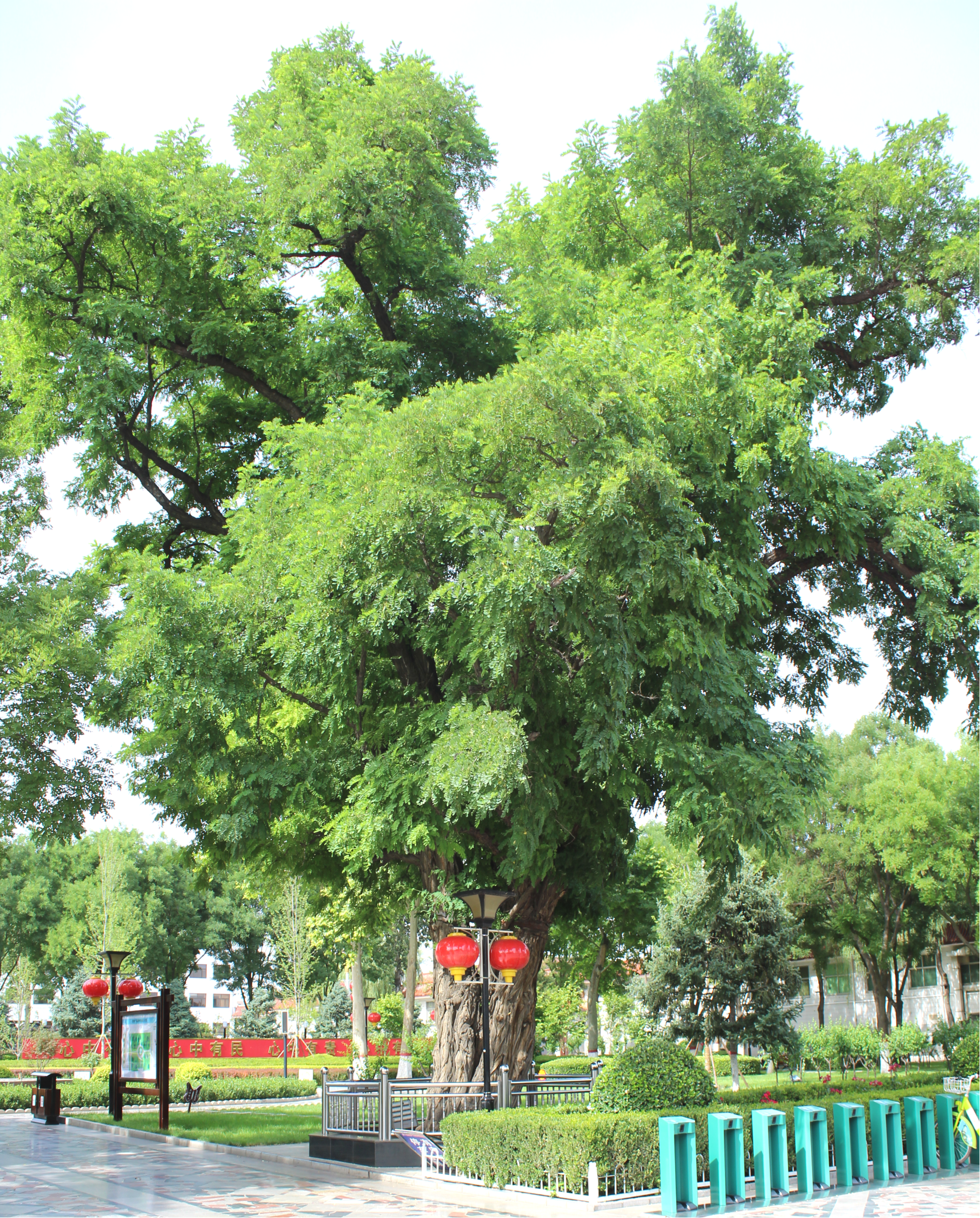 正定县政府——六百年古国槐,一百年古刺槐-古树名木-园林局