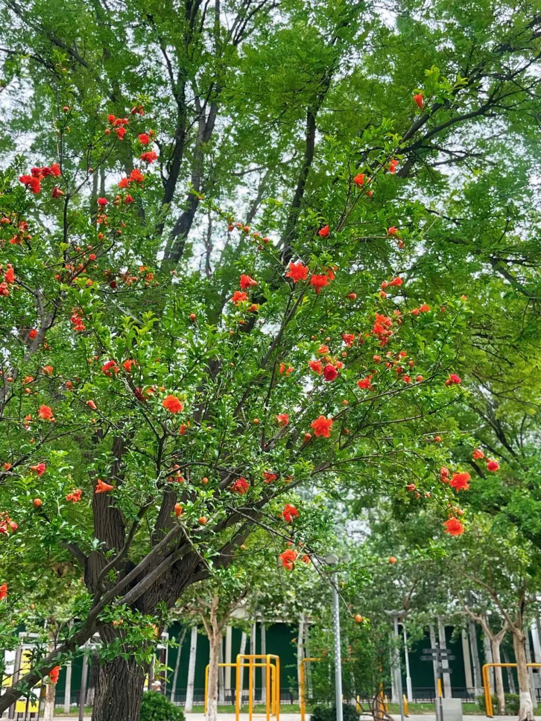 石家庄公园石榴迎来盛花期,快去打卡